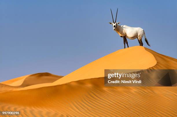 king of his domain - arabian oryx - antelope stock pictures, royalty-free photos & images