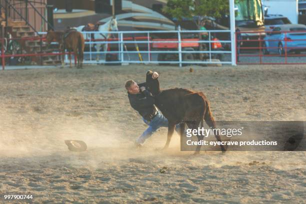 utah cowboy steer wrestling western im freien und rodeo stampede roundup reitpferde vieh hüten - eyecrave stock-fotos und bilder