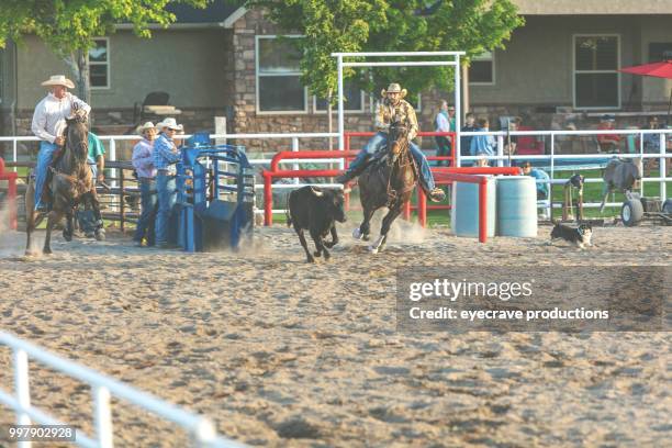 utah cowboy steer wrestling western outdoors and rodeo stampede roundup riding horses herding livestock - eyecrave stock pictures, royalty-free photos & images