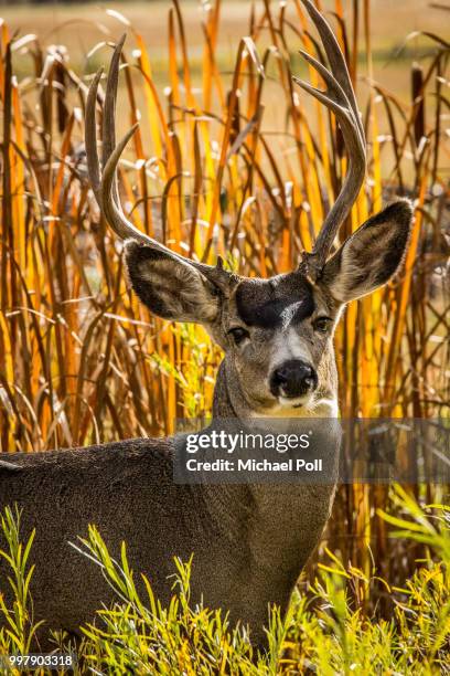 mule deer in catttails - male kudu stock pictures, royalty-free photos & images