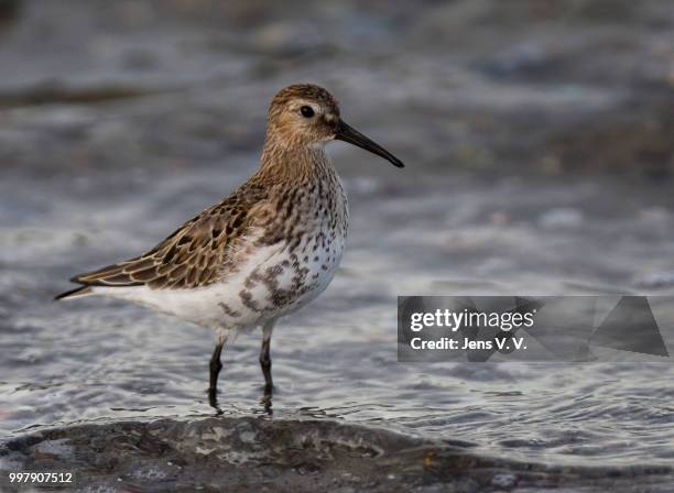 dunlin - dunlin bird stock pictures, royalty-free photos & images