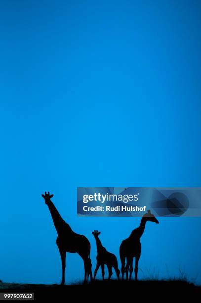 blue hour giraffe - artiodactyla imagens e fotografias de stock