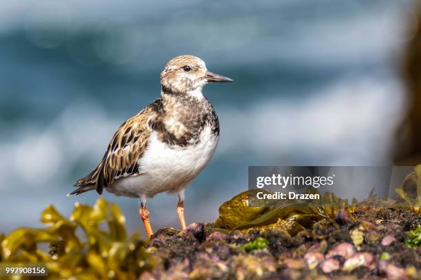 ruddy turnstone l arenaria interpres morinell l - drazen stock pictures, royalty-free photos & images