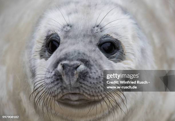 junge kegelrobbe (halichoerus grypus) - www w w w w stockfoto's en -beelden