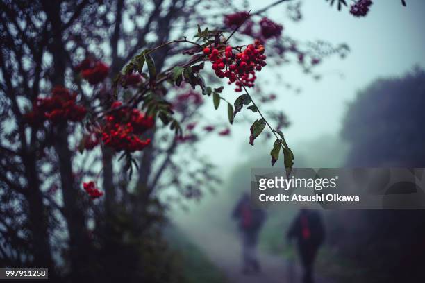 camino autumn - caminho stock pictures, royalty-free photos & images