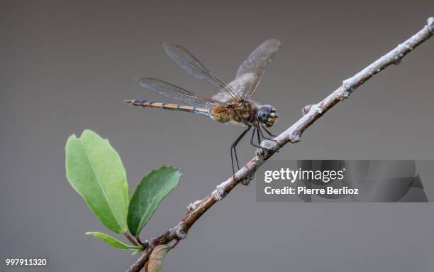 kourou,french guiana - kourou stock pictures, royalty-free photos & images