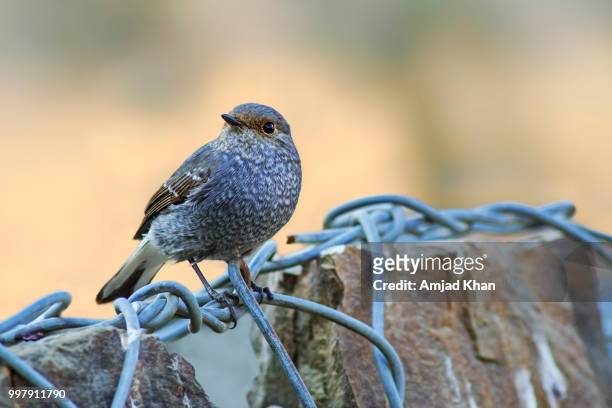 plumbeous water redstart - redstart stock pictures, royalty-free photos & images