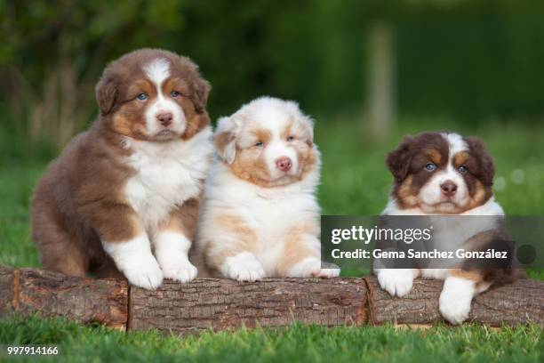 three cute puppies in the country side - gemak stock pictures, royalty-free photos & images