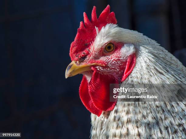 closeup of a happy free range rooster resting in the sun - free range 個照片及圖片檔