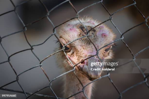 female ostrich behind chainlink fence - pena de avestruz - fotografias e filmes do acervo