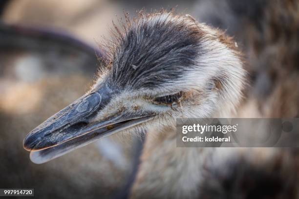 female ostrich headshot - pena de avestruz - fotografias e filmes do acervo