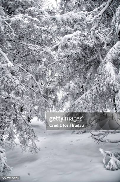 snowed forest - snowed in stock pictures, royalty-free photos & images