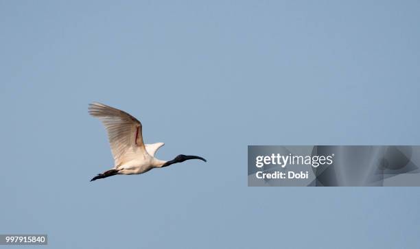 oriental white ibis - oriental stockfoto's en -beelden