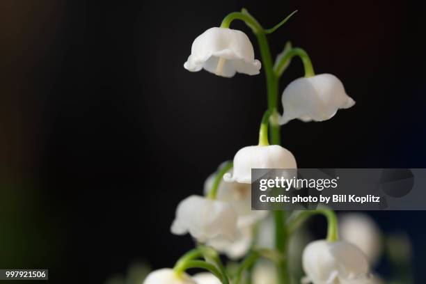 lily of the valley flowers - valley of flowers stock pictures, royalty-free photos & images