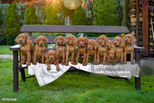 lovely 12 - vizsla fotografías e imágenes de stock