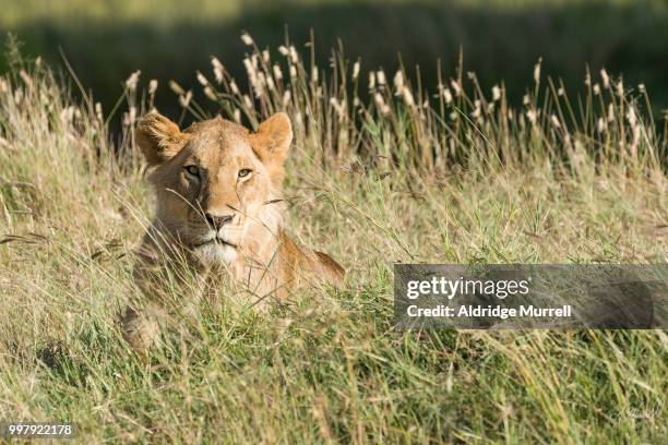 lion - aldridge stock pictures, royalty-free photos & images