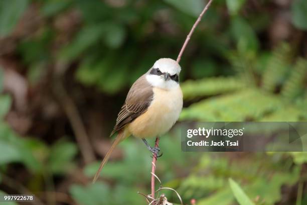 brown shrike - shrike stock pictures, royalty-free photos & images
