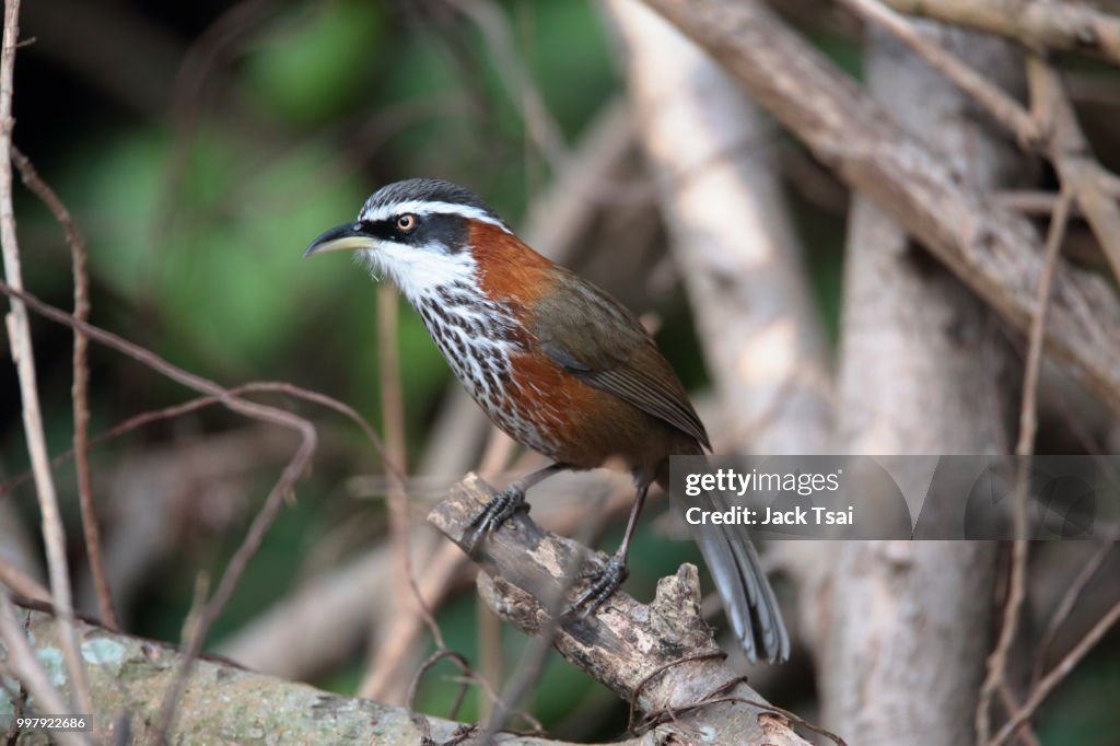 Taiwan Scimitar Babbler