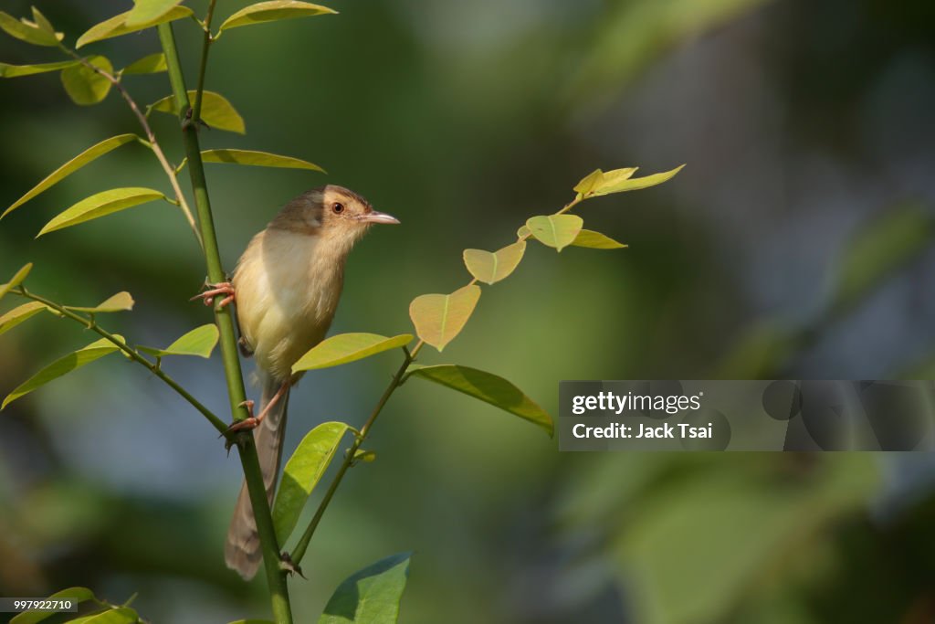 Plain Prinia