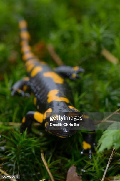 feuersalamander, salamandra salamandra, european fire salamander - fire salamander stock pictures, royalty-free photos & images