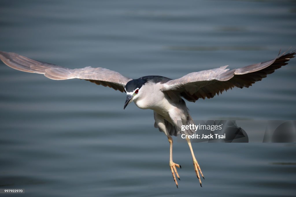 Black crowned Night Heron Nycticorax nycticorax