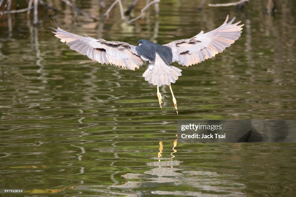 Black crowned Night Heron Nycticorax nycticorax