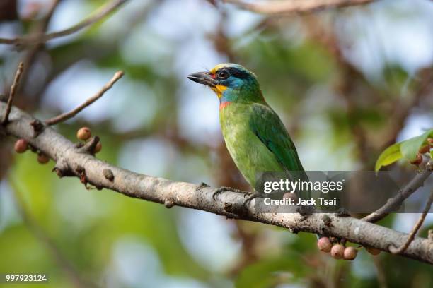 taiwan barbet - barbet photos et images de collection