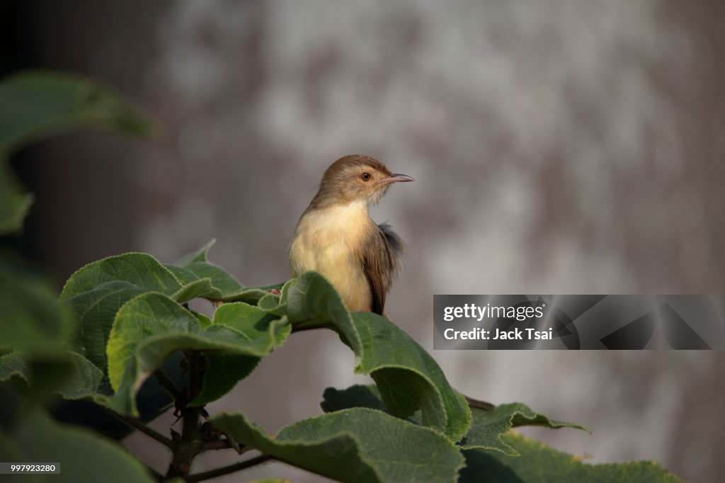 Plain Prinia