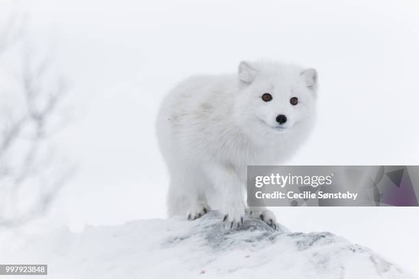 white on white - fuchs stock-fotos und bilder