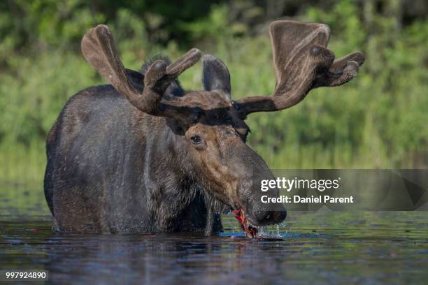 good to be a moose - daniel elk stock pictures, royalty-free photos & images