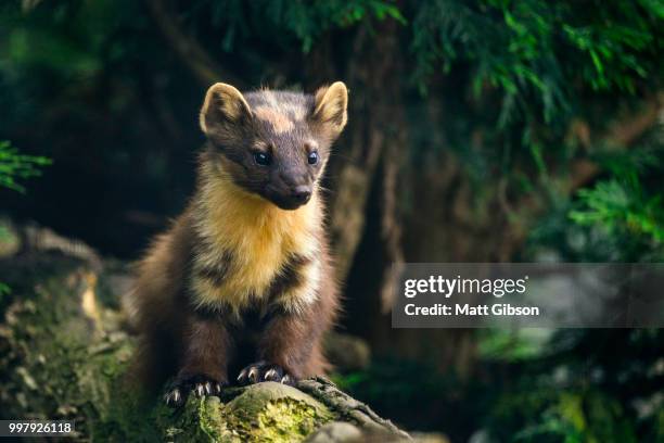 stunning pine martin martes martes on branch in tree - martes stock pictures, royalty-free photos & images