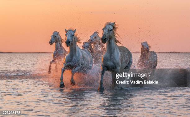 camargue angels - horse running water stock pictures, royalty-free photos & images