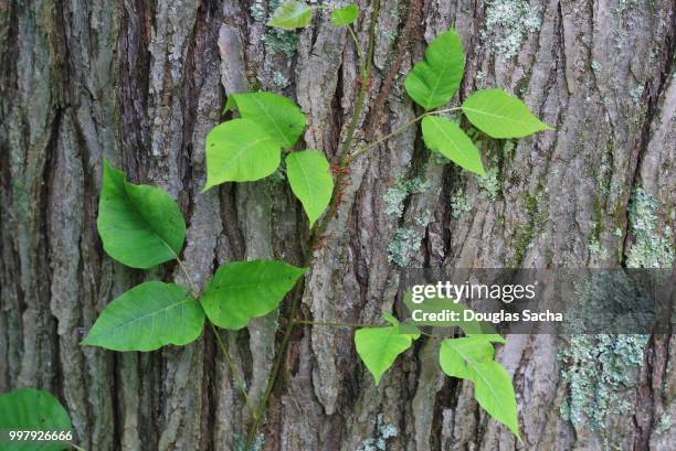 close-up of poison ivy growing on a tree (toxicodendron radicans) - poison oak fotografías e imágenes de stock