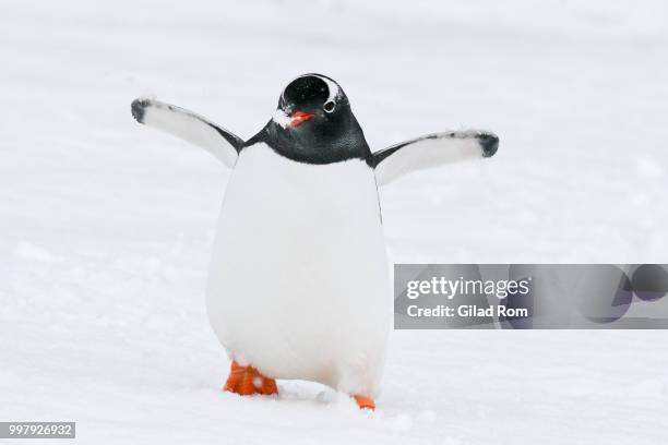 happy penguin awareness day! - gilad stock pictures, royalty-free photos & images