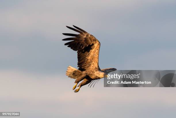 whitetailed eagle - masterton stock pictures, royalty-free photos & images