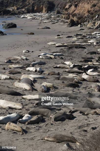 aa - northern elephant seal stock pictures, royalty-free photos & images