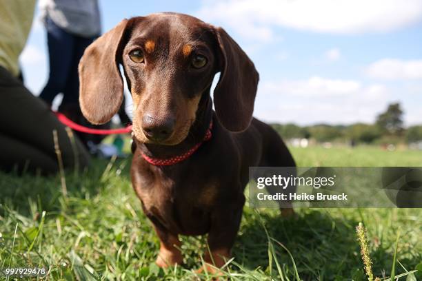 dachshund - tax bildbanksfoton och bilder