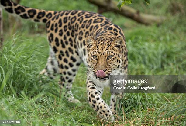 amur leopard series - amur leopard stock pictures, royalty-free photos & images