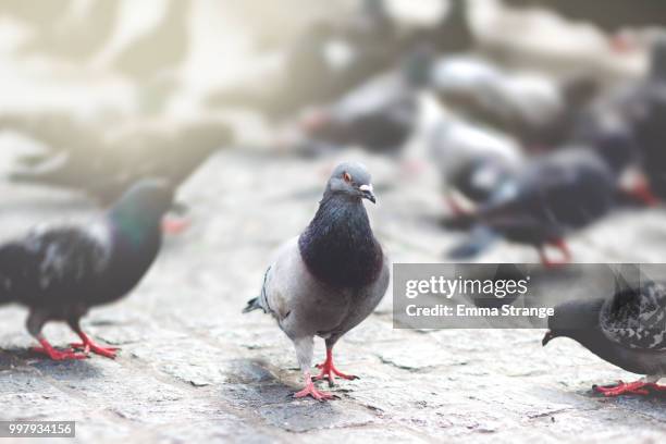 birds - pigeons stock pictures, royalty-free photos & images