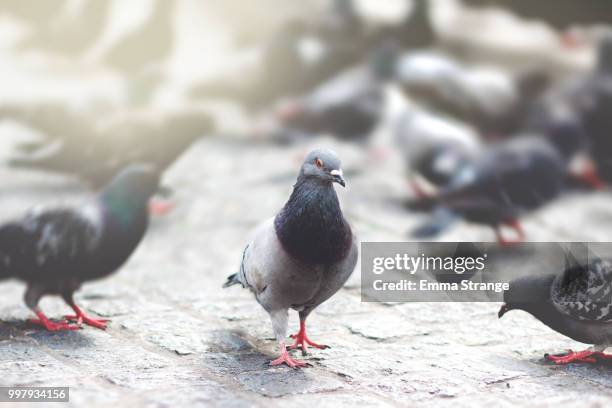 birds - större duva bildbanksfoton och bilder