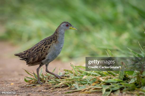 photo by: carlos goulart - corncrake stock pictures, royalty-free photos & images