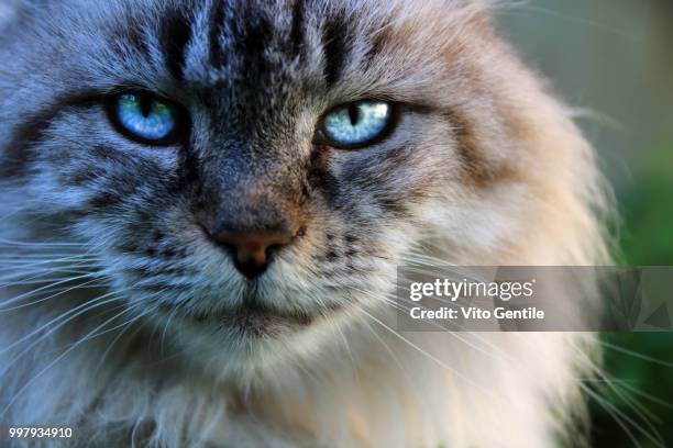 superb cat - superb stock pictures, royalty-free photos & images