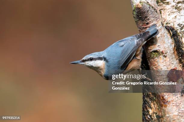 sitta europaea en betula - sitta stock-fotos und bilder