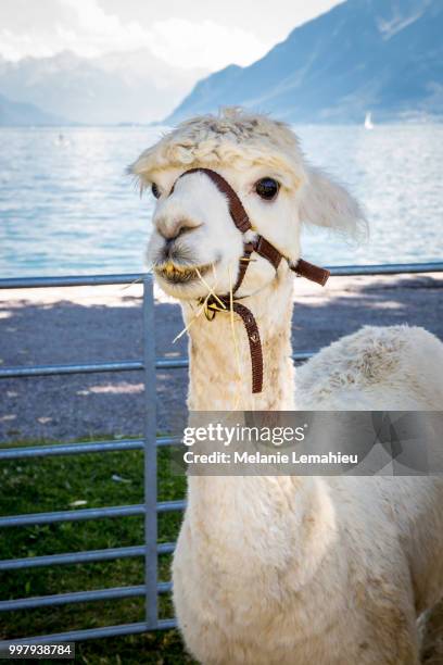 funny alpaca smile and teeth; white llama close-up - smile close up stock-fotos und bilder