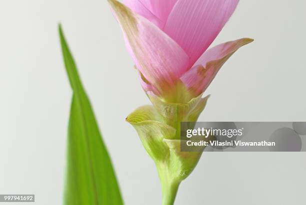 cropped close-up of a pink curcuma flower - curcuma stock pictures, royalty-free photos & images