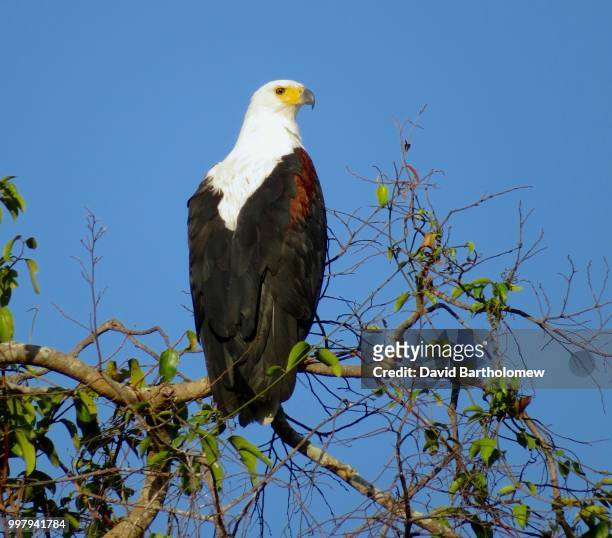 african fish eagle - bartholomew stock pictures, royalty-free photos & images