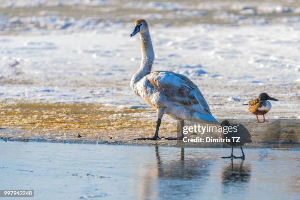 mute swan (cygnus olor) - whooper swan stock-fotos und bilder