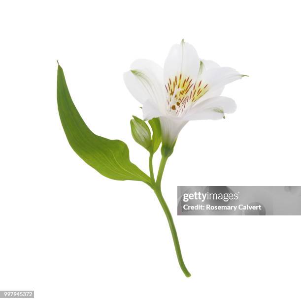 lovely white alstroemeria flower in white square. - haslemere stock pictures, royalty-free photos & images