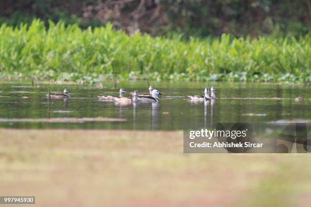 cotton pygmy goose - abhishek stock-fotos und bilder