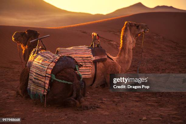 in the heart of the sahara - sahara stock pictures, royalty-free photos & images